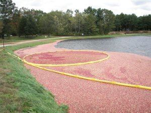 Cranberry Bog Harvest