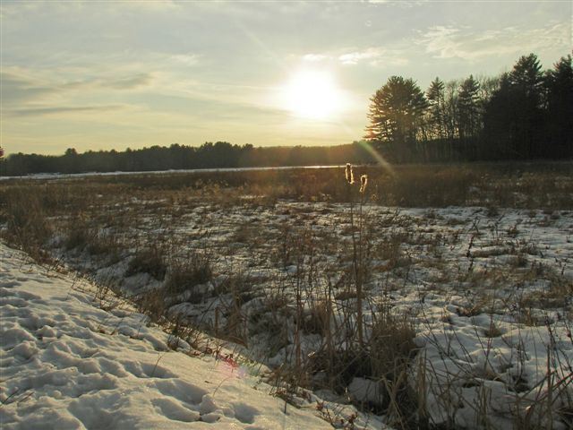 Cranberry Bog in the Winter