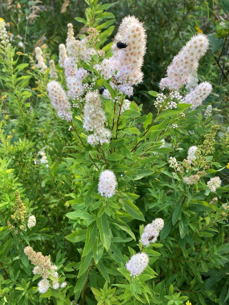 Meadowsweet