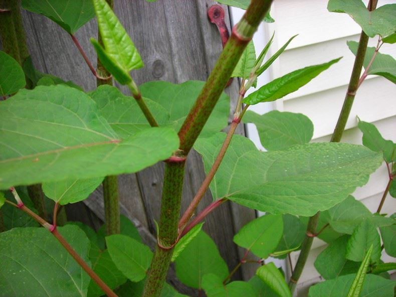 Japanese Knotweed