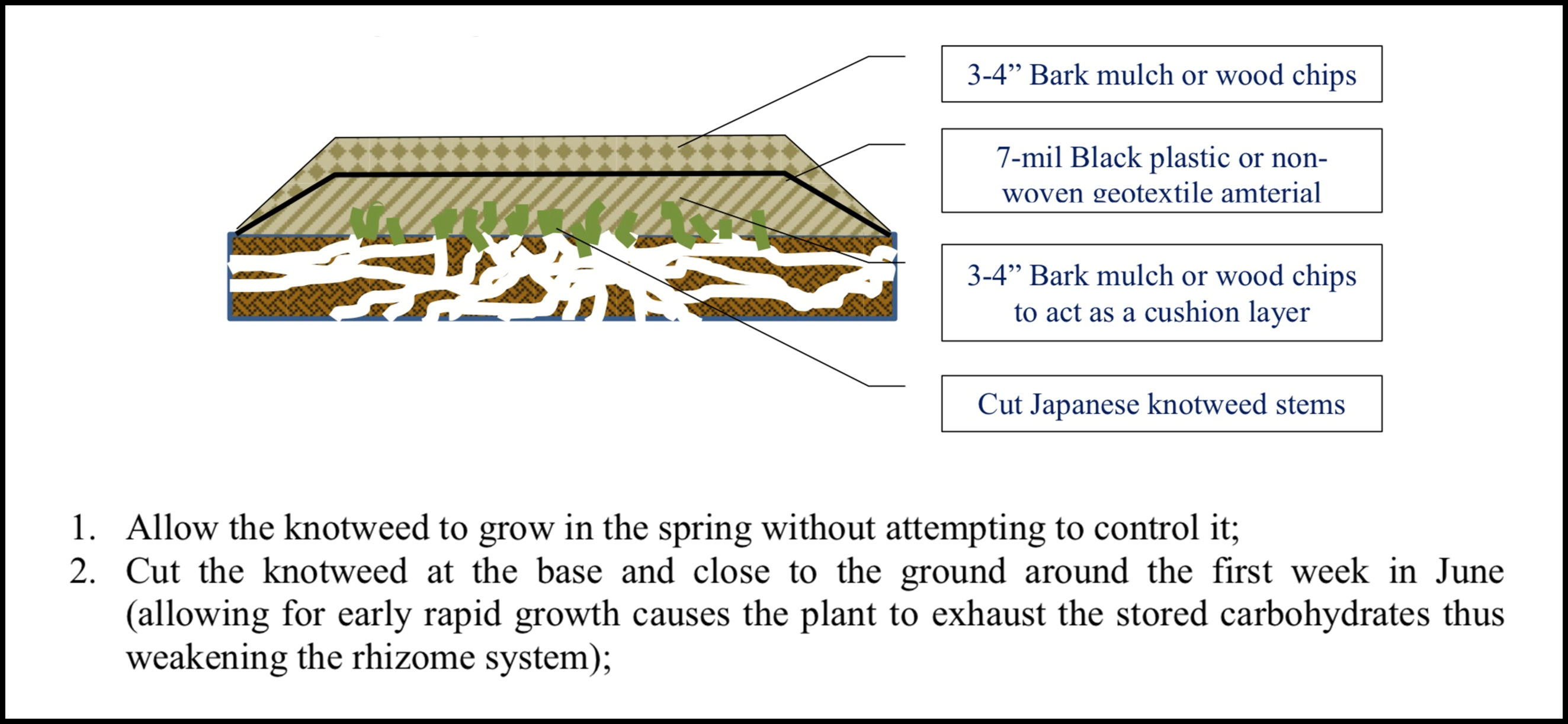 Smothering Japanese Knotweed